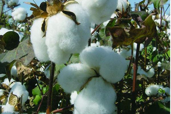 新疆棉花产地在哪里？