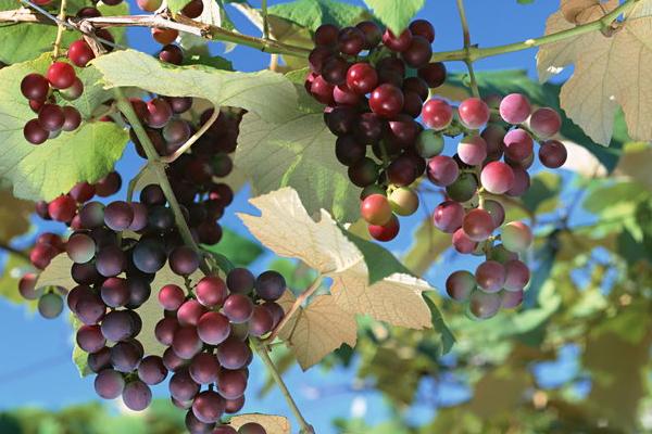 2018种葡萄赚钱吗？葡萄种植的利润与投资成本及前景预测