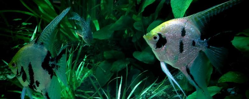 神仙鱼和什么鱼混养好 神仙鱼怎么繁殖