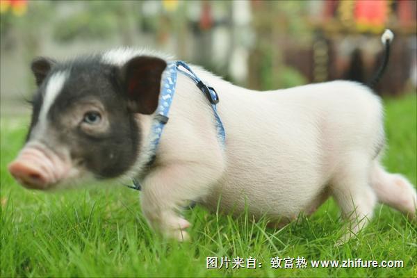 小香猪能长多大？
