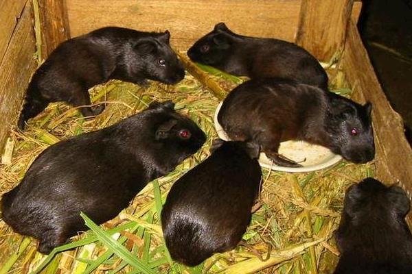 养殖黑豚繁殖的方法