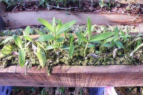 铁皮石斛栽培方法 石斛种植环境