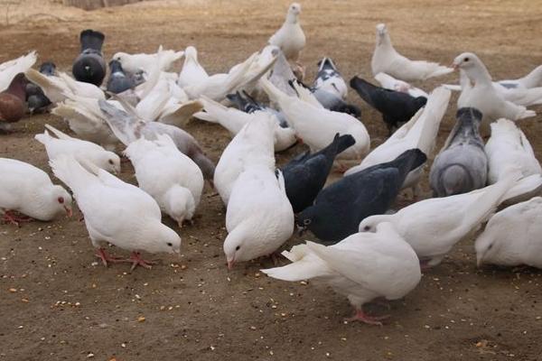 肉鸽种鸽市场价格多少钱一对 肉鸽养殖前景