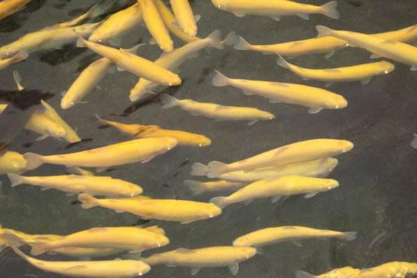 池塘养殖成年虹鳟鱼的池塘条件要求