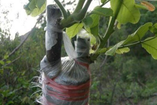 核桃树怎样嫁接 核桃树的栽培技术