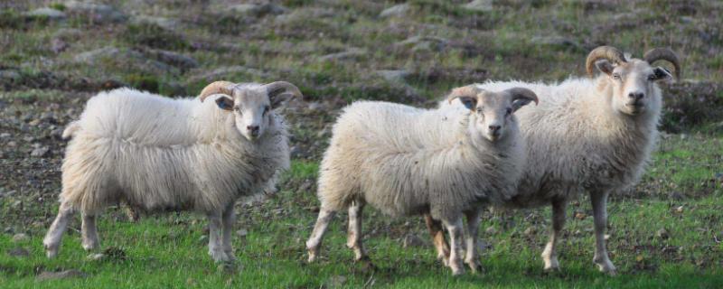 羊吃羊毛最快的治疗方法，是什么原因？