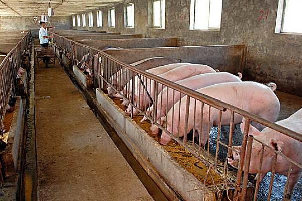 养猪这活对身体有害吗，有哪些危害？