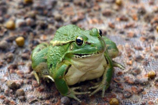 养殖青蛙需要哪些手续？