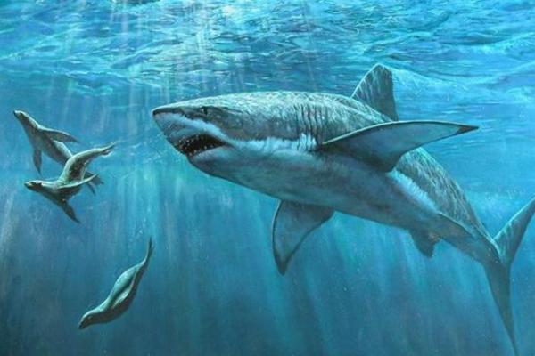 鲨鱼骨的功效与作用及禁忌 鲨鱼骨怎么吃