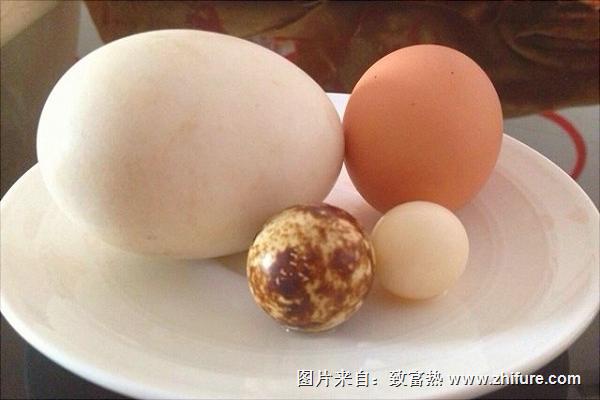 鹌鹑蛋价格多少钱一斤？