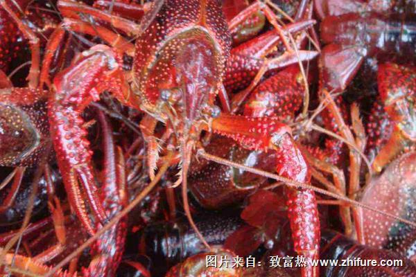 小龙虾养殖利润和效益