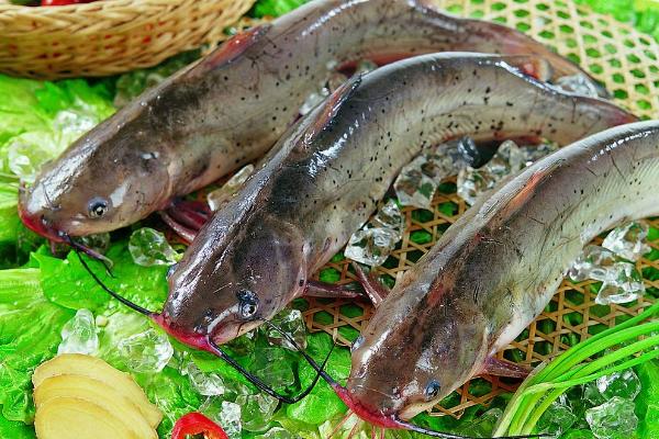 清江鱼是什么鱼 清江鱼是海鱼吗