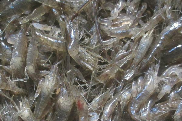 野生河虾价格多少钱一斤