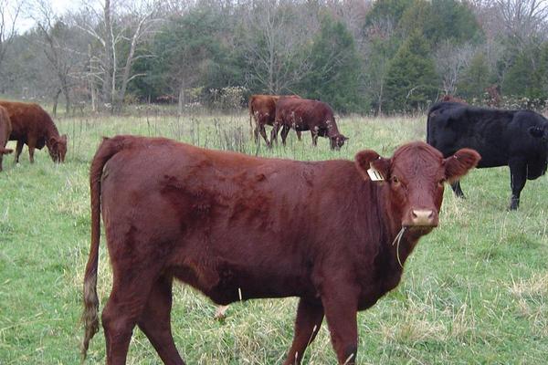 2018养肉牛赚钱吗？肉牛养殖的利润与投资成本及前景预测