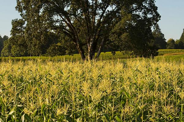 2018种玉米赚钱吗？玉米种植的利润与投资成本及前景预测