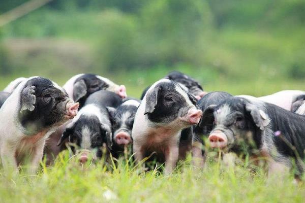 养多少猪需要环保评测