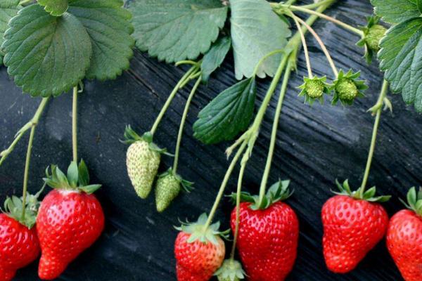 尿素对草莓的作用
