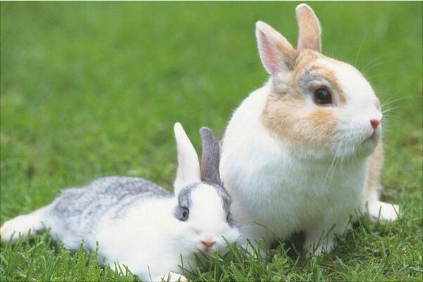 兔子繁殖技术