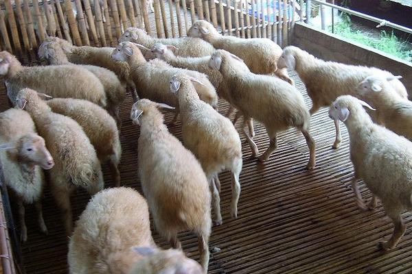 2018养湖羊赚钱吗？湖羊养殖的利润与投资成本及前景预测