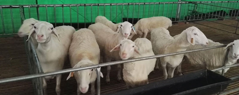 杜泊绵羊几个月能配种