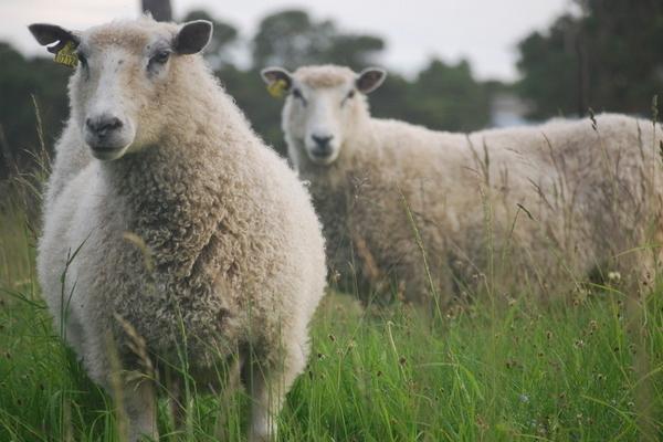 2018养小尾寒羊赚钱吗？小尾寒羊养殖的利润与投资成本及前景预测