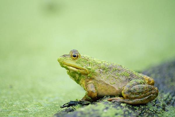牛蛙养殖的污染有哪些