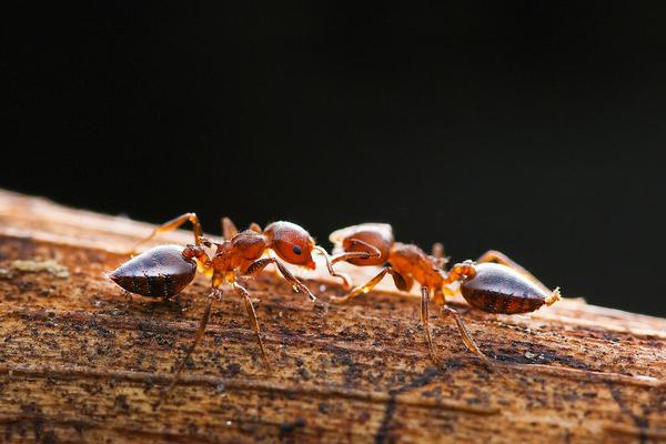 家里出现蚂蚁预示什么 家里出现飞蚂蚁的原因