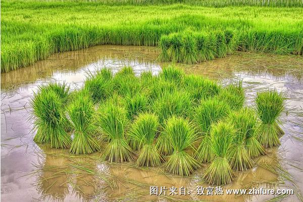 水稻怎么种植？