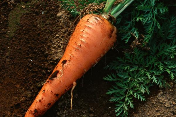 胡萝卜什么时候种 胡萝卜是哪个季节的蔬菜