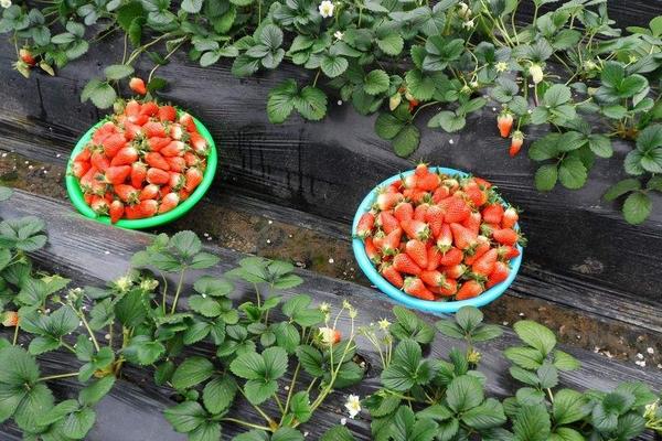 草莓一年结几次果