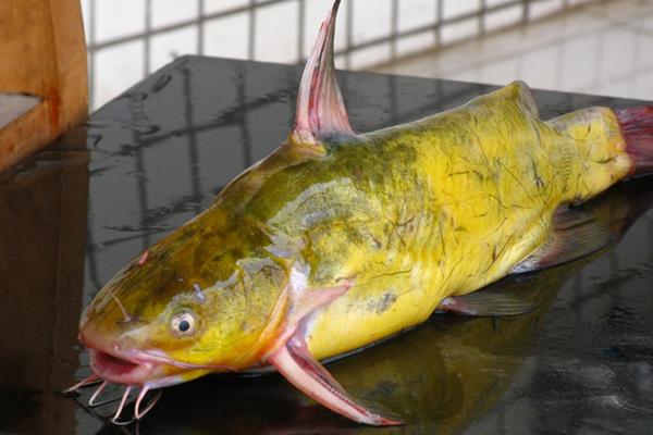 黄颡鱼孕妇能吃吗？