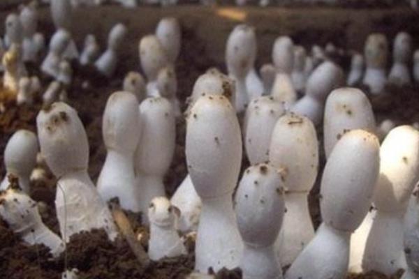鸡腿菇种植时间及方法 鸡腿菇出菇管理