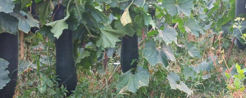 黑皮冬瓜种植技术与管理，冬瓜一亩种多少株