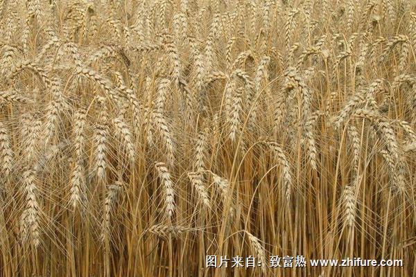 小麦和大麦的区别是什么？