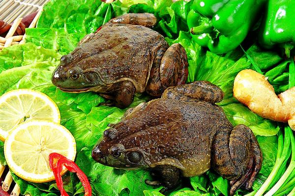 牛蛙价格多少钱一斤？