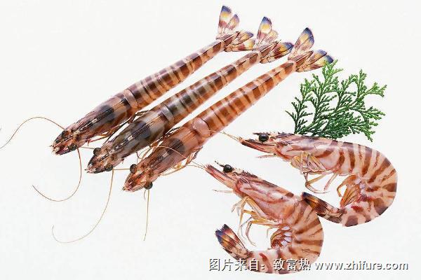 草虾是海虾还是河虾？