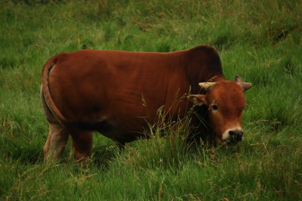 鲁西黄牛一年长多重 鲁西黄牛多长时间出栏