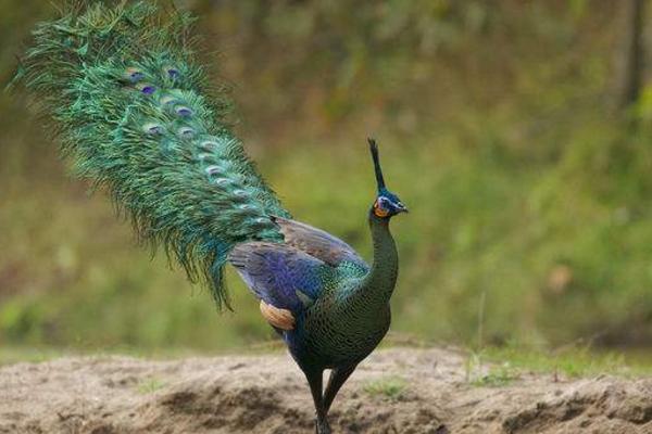 绿孔雀为什么珍贵 绿孔雀和蓝孔雀哪个美