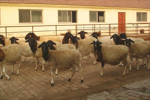 黑头杜泊绵羊和白头杜泊绵羊的区别是什么？
