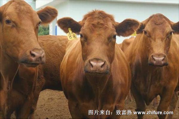 养殖肉牛20头投资多少钱？