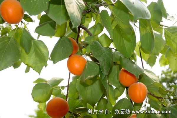 杏树品种有哪些