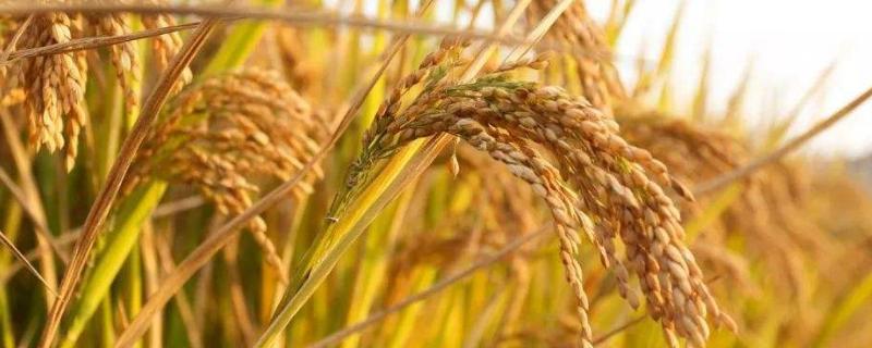 常见的稻谷种子品种有哪些