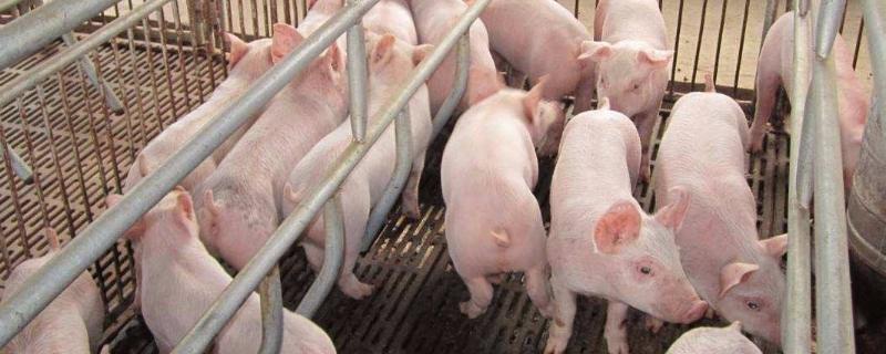 中国大型养猪公司都有哪些