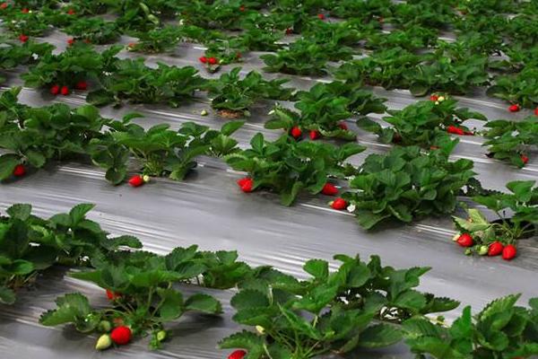 草莓苗应该怎样种