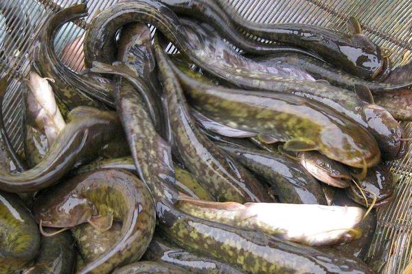 清江鱼和鲶鱼的区别是什么 鲶鱼的特征及生活习性 鲶鱼的种类