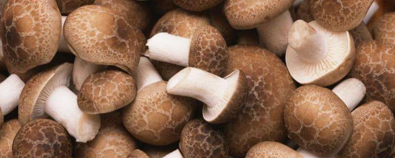 最简单的香菇种植方法，代料栽培香菇为何多用熟料栽培