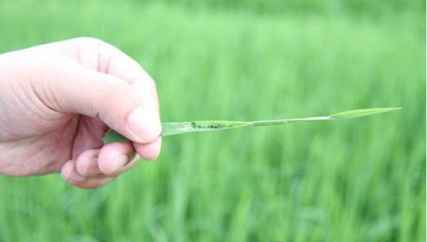 水稻卷叶虫用什么药好 水稻卷叶虫防治方法