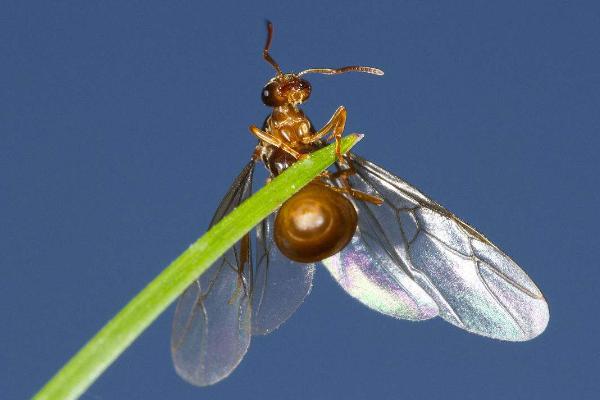 会飞的蚂蚁叫什么？