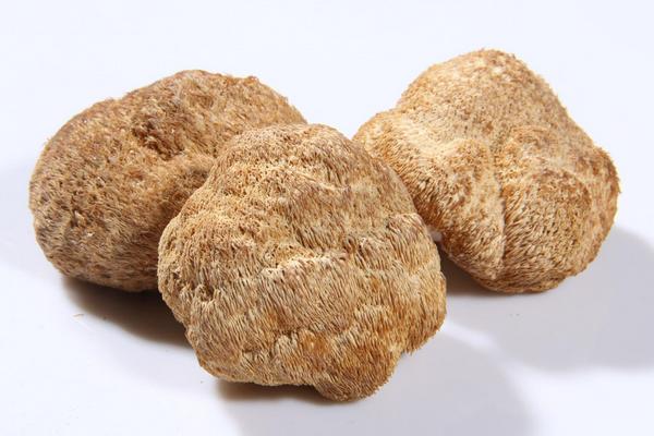 猴头菇的功效与作用及禁忌 猴头菇的营养价值及食用方法