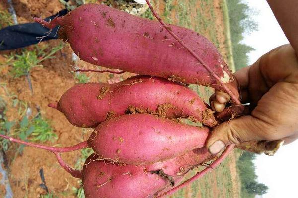 红薯什么时候开始种植 红薯的种植方法与注意事项